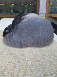 Land of Nod Farm Goat's Milk Soaps and Homestead